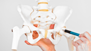 Model of a hip joint