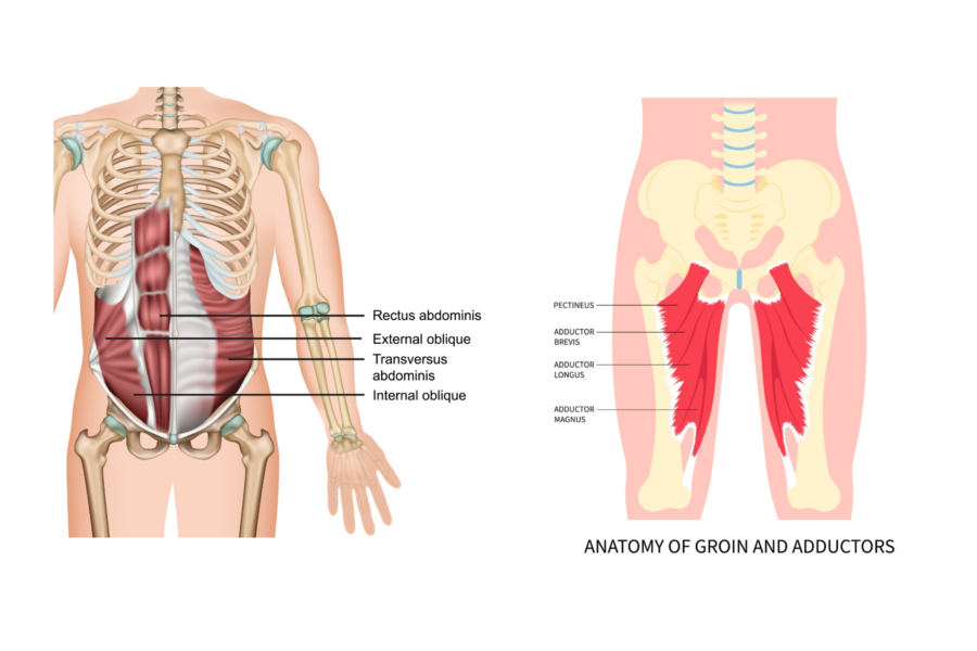 Diagram showing the anatomy of the abdomen and groin
