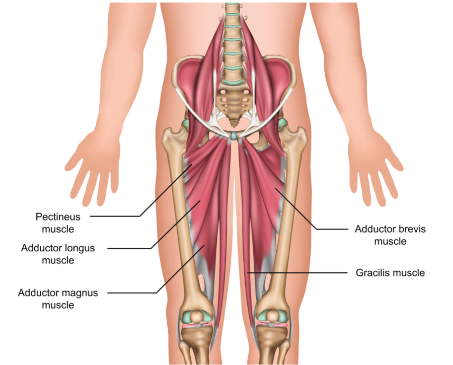 Diagram showing the anatomy of the adductors