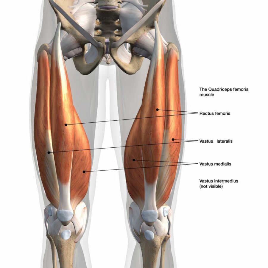 Diagram showing the quadriceps femoris muscle