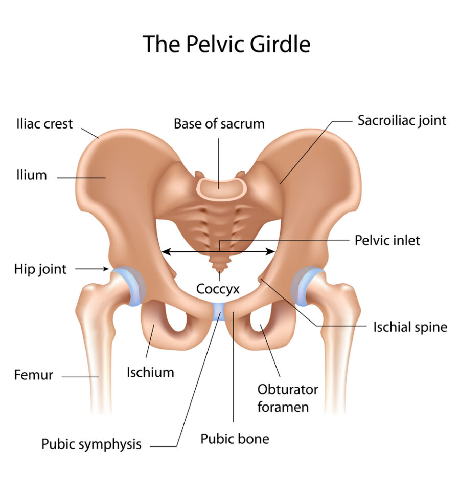 Diagram showing the pelvic girdle