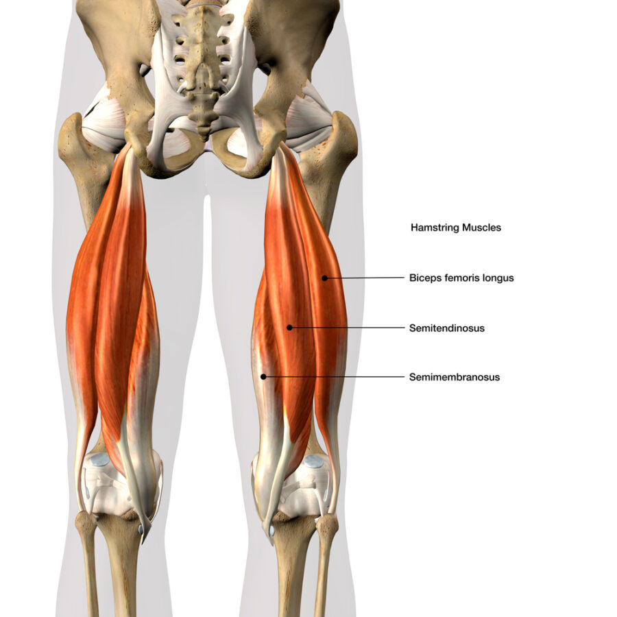 Diagram showing the hamstring muscles