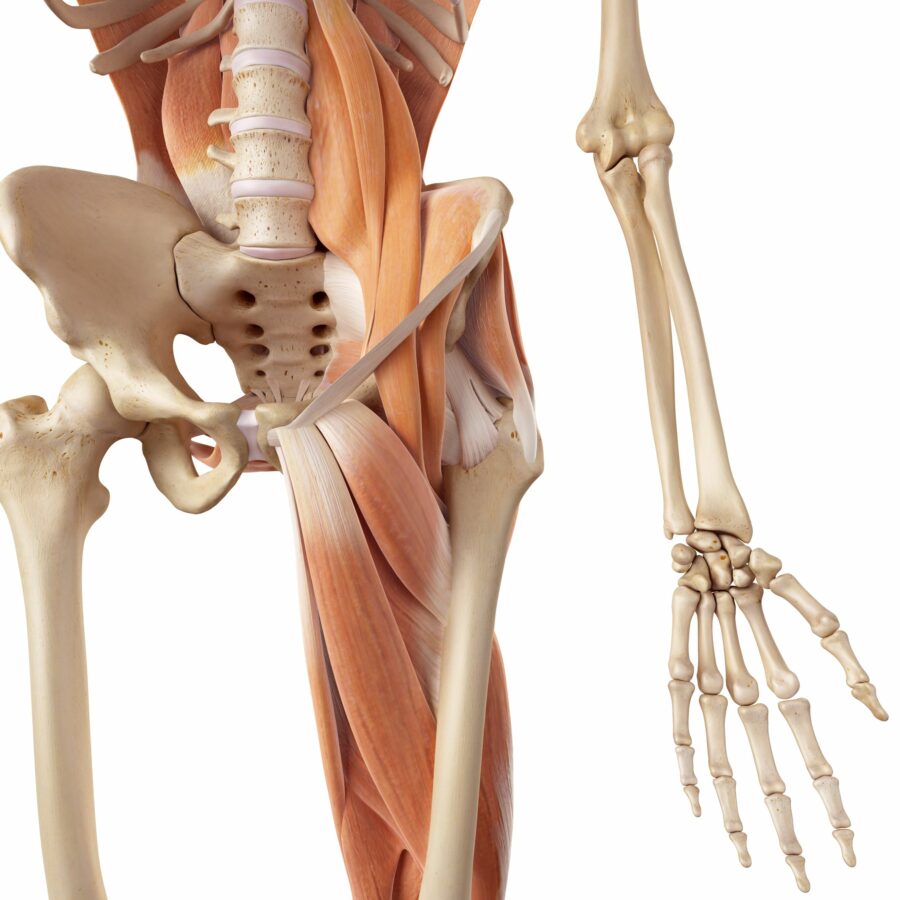 Diagram showing the muscles around the human hip